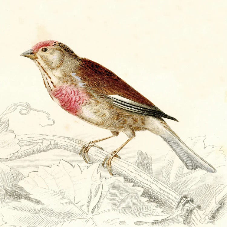 Bird On A Branch VIII