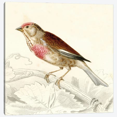 Bird On A Branch VIII Canvas Print #THG21} by Tina Higgins Canvas Art Print