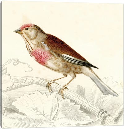 Bird On A Branch VIII Canvas Art Print - Tina Higgins