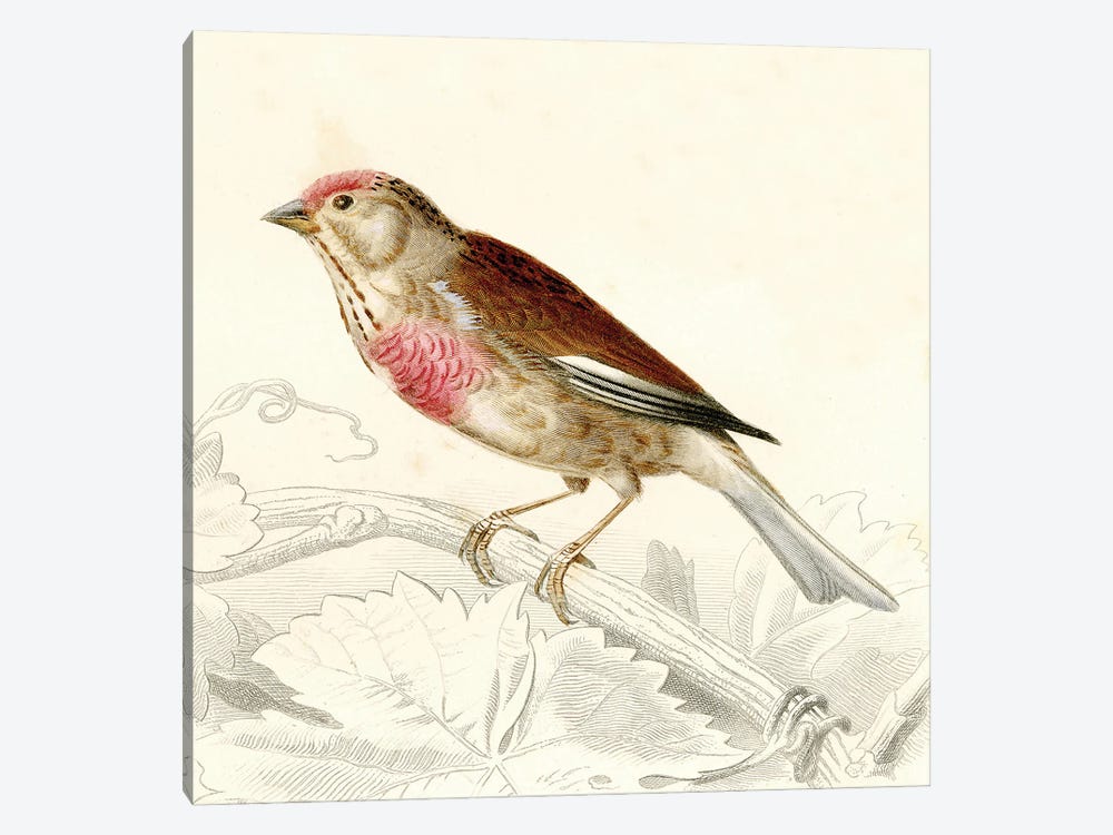 Bird On A Branch VIII by Tina Higgins 1-piece Canvas Art Print