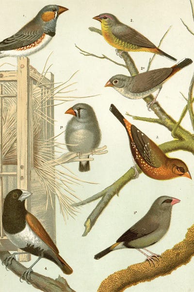 Birds I by Tina Higgins metal wall art