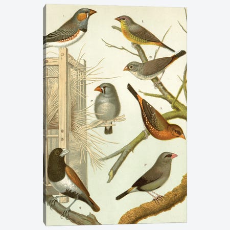 Birds I Canvas Print #THG22} by Tina Higgins Art Print