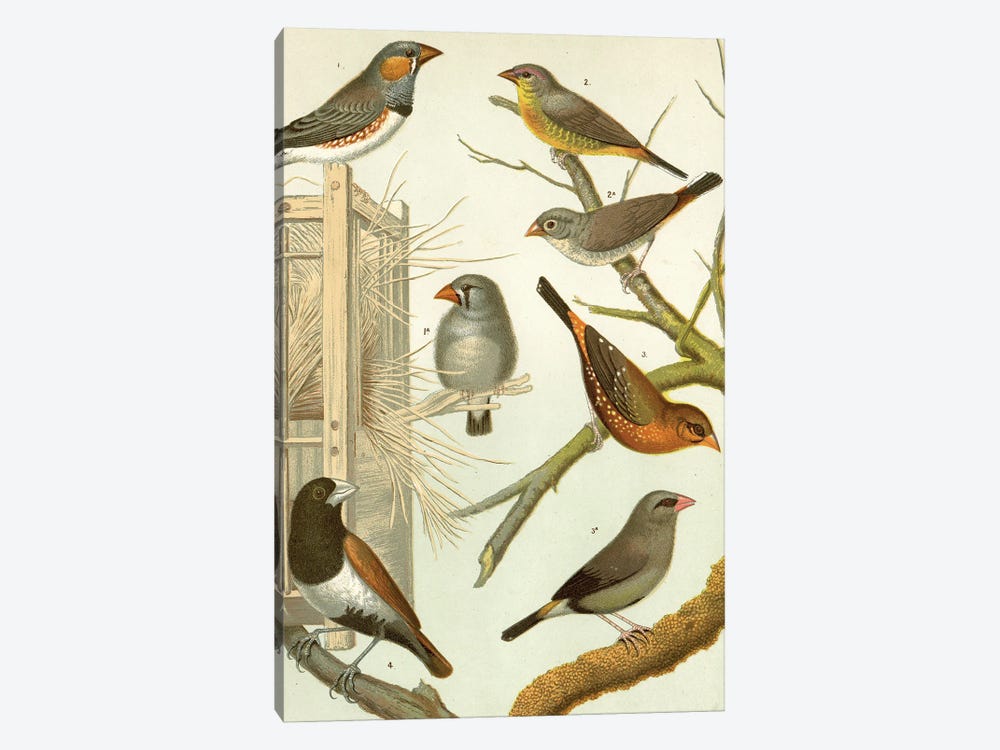 Birds I by Tina Higgins 1-piece Canvas Art