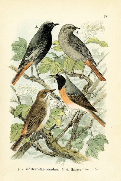 Birds II by Tina Higgins metal wall art