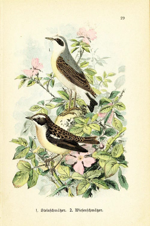 Birds And Blossoms I