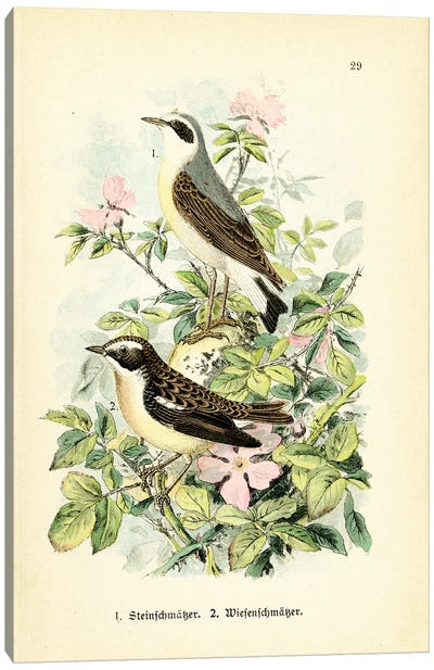 Birds And Blossoms I Canvas Art Print - Tina Higgins