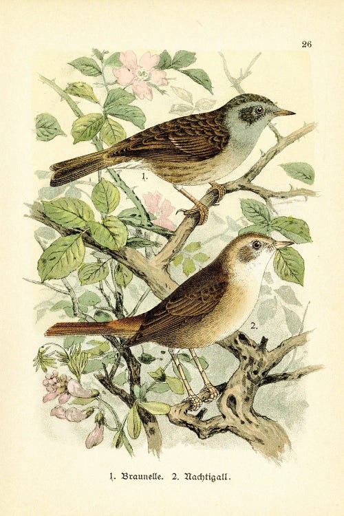 Birds And Blossoms II