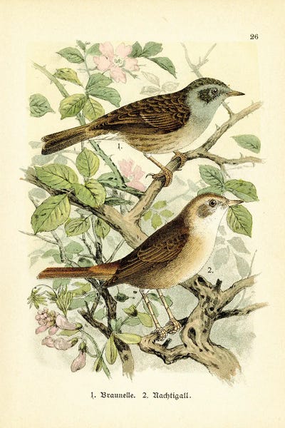 Tina Higgins: Birds And Blossoms II by Tina Higgins