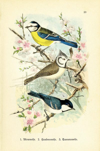 Birds And Blossoms III by Tina Higgins metal wall art