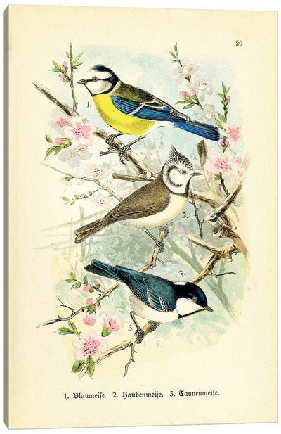 Birds And Blossoms III Canvas Art Print - Tina Higgins