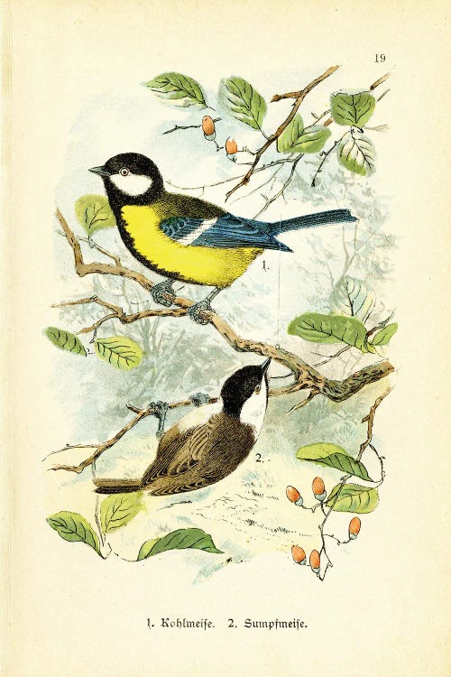 Birds And Blossoms IV