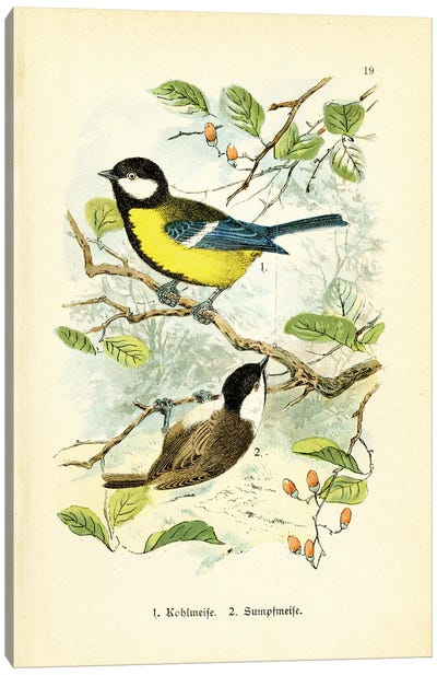 Birds And Blossoms IV Canvas Art Print - Tina Higgins