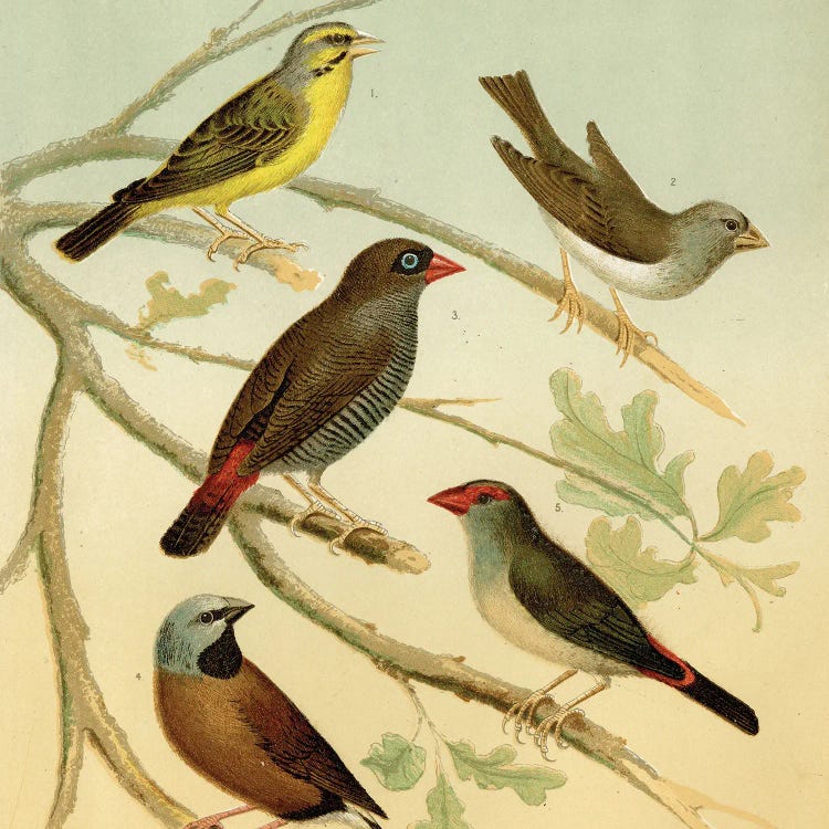 Birds And Branches