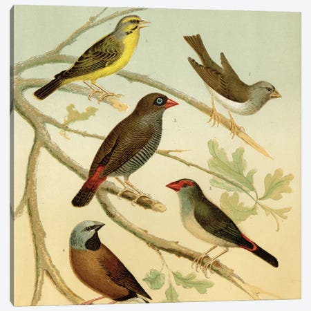 Birds And Branches Canvas Print #THG29} by Tina Higgins Canvas Art Print