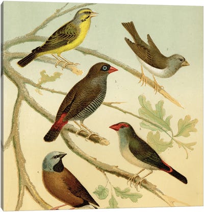 Birds And Branches Canvas Art Print - Cream Art