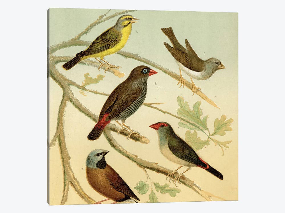 Birds And Branches by Tina Higgins 1-piece Art Print