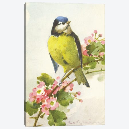 Bird And A Blossom Canvas Print #THG2} by Tina Higgins Canvas Artwork