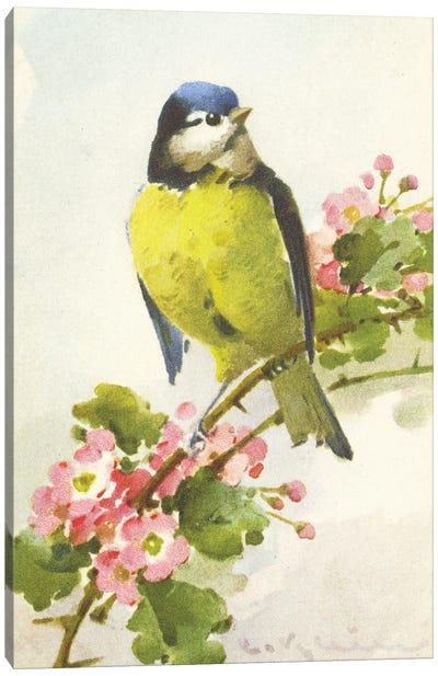 Bird And A Blossom Canvas Art Print - Tina Higgins