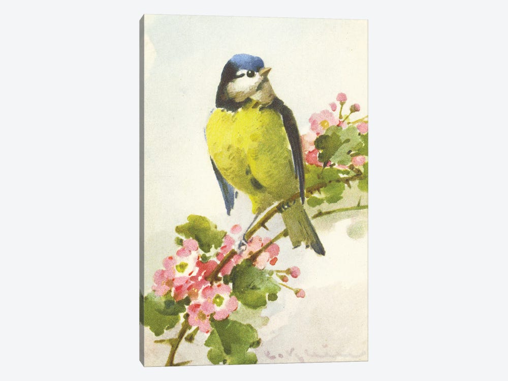 Bird And A Blossom by Tina Higgins 1-piece Canvas Art Print