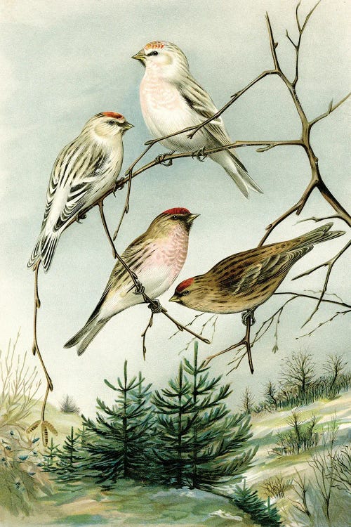 Birds And Pine Trees I