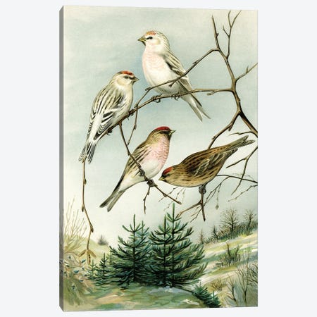 Birds And Pine Trees I Canvas Print #THG30} by Tina Higgins Canvas Artwork