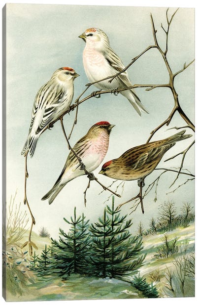 Birds And Pine Trees I Canvas Art Print - Tina Higgins