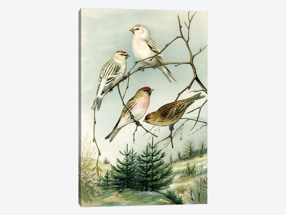 Birds And Pine Trees I by Tina Higgins 1-piece Canvas Art Print