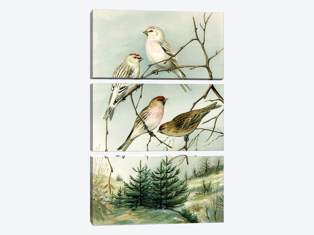 Birds And Pine Trees I by Tina Higgins 3-piece Art Print