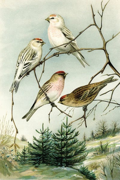 Tina Higgins: Birds And Pine Trees I by Tina Higgins