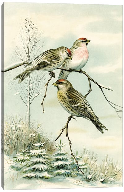 Birds And Pine Trees II Canvas Art Print - Tina Higgins