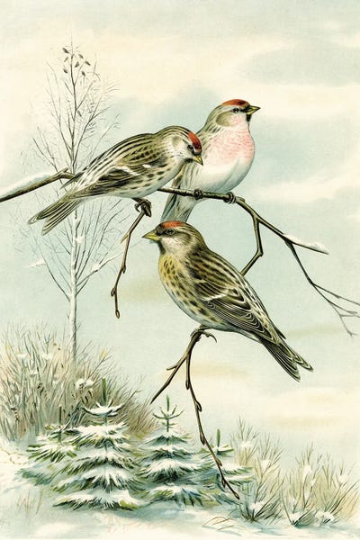 Tina Higgins: Birds And Pine Trees II by Tina Higgins