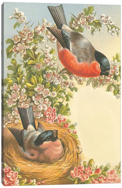 Birds Nest And Blossoms Canvas Art Print - Tina Higgins
