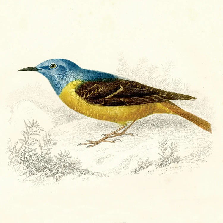 Blue And Gold Bird