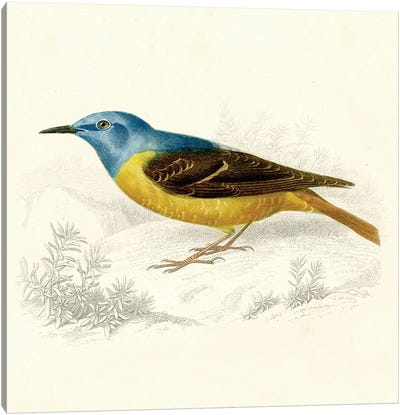Blue And Gold Bird Canvas Art Print - Tina Higgins