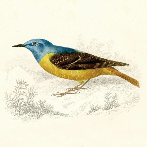 Blue And Gold Bird