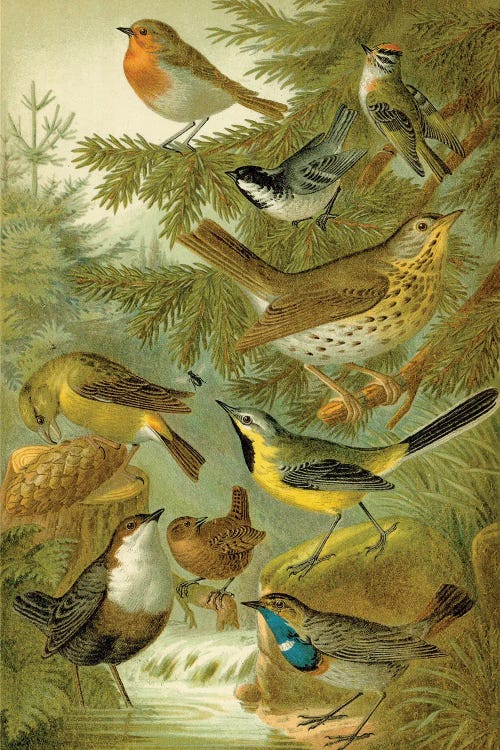 Forest Birds by Tina Higgins wall art