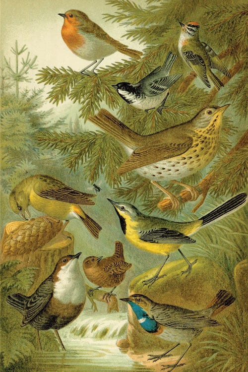 Forest Birds