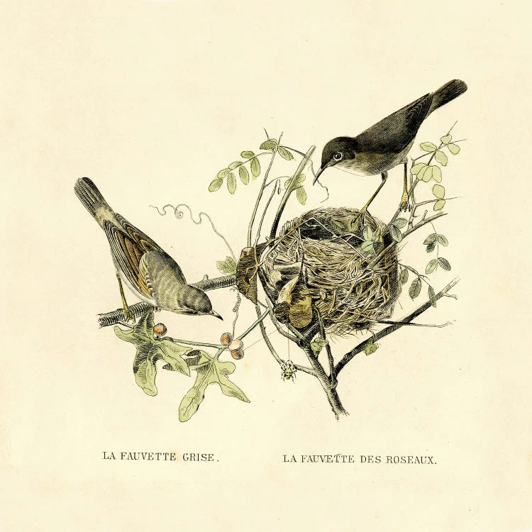 Gray Warbler And Nest