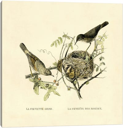 Gray Warbler And Nest Canvas Art Print - Nests