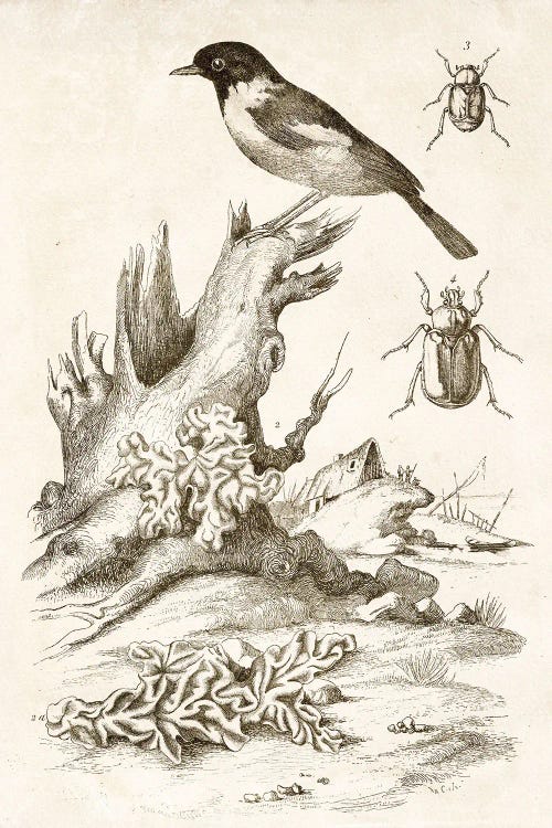 Bird And Beetles