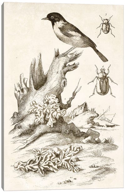 Bird And Beetles Canvas Art Print - Tina Higgins