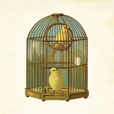 Bird Cage by Tina Higgins metal wall art