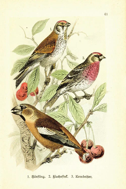 Hawfinch And Friends