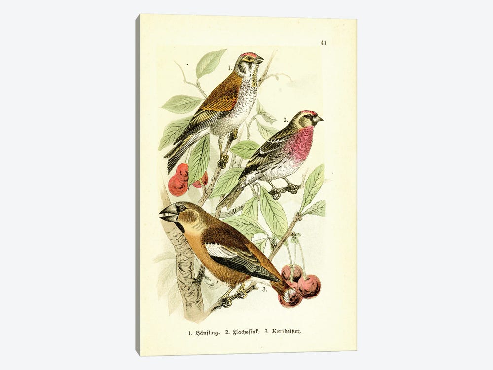 Hawfinch And Friends by Tina Higgins 1-piece Canvas Wall Art