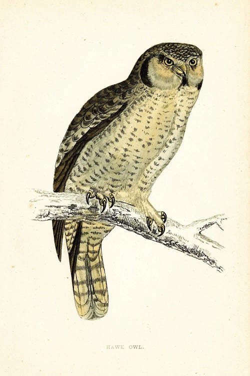 Hawk Owl