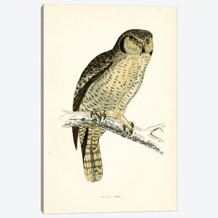 Hawk Owl Canvas Print #THG41} by Tina Higgins Art Print