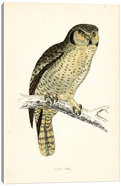 Hawk Owl Canvas Art Print - Tina Higgins