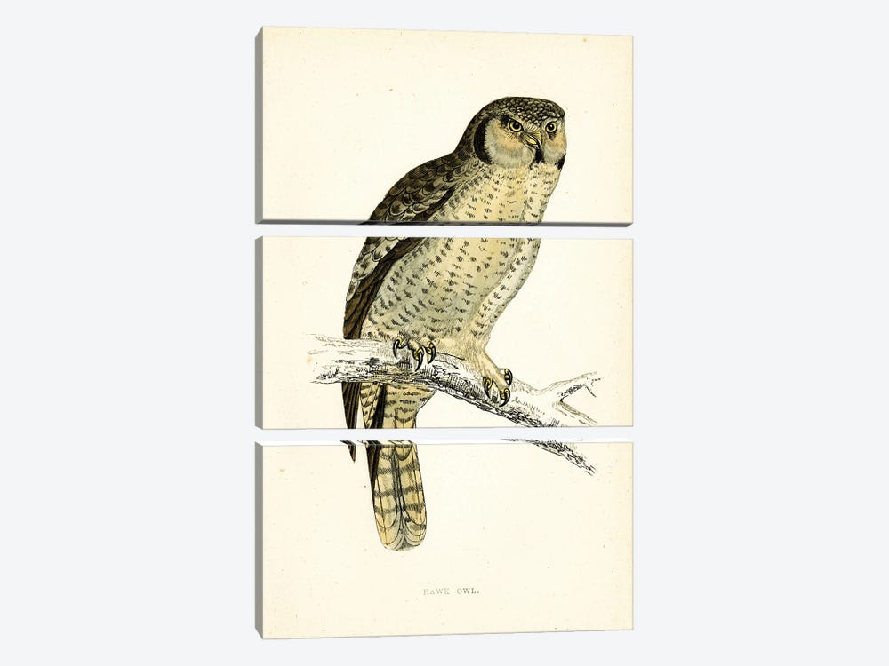 Hawk Owl by Tina Higgins 3-piece Canvas Print