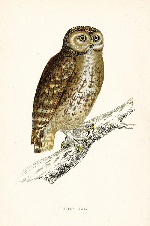 Little Owl by Tina Higgins wall art