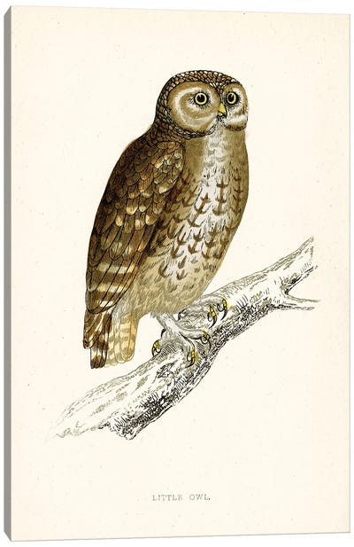 Little Owl Canvas Art Print - Tina Higgins
